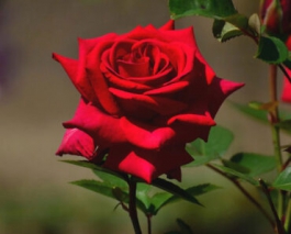 Lập dàn ý tả cây hoa hồng lớp 4 ngắn gọn - bài văn hay nhất